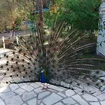 Angels Garden