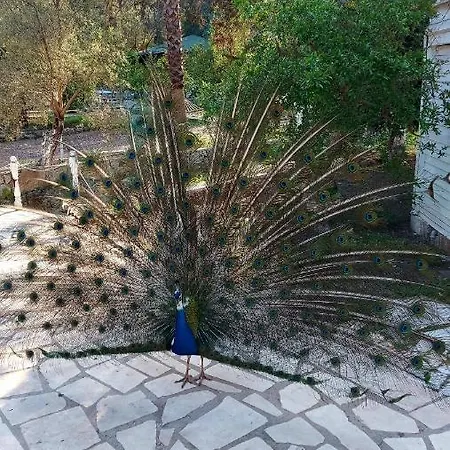Angels Garden